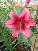 [5191 Palazzo VWS No02.JPG]